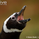 Illustration for article titled Flightless Friday - The Complete Penguin